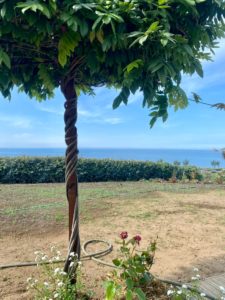 Vue sur la mer depuis le jardin, un arbre au premier plan
