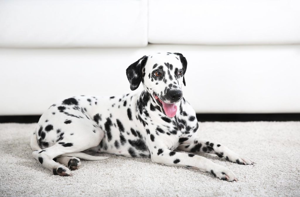 Photo d'un chien de type dalmatien allongé sur le tapis